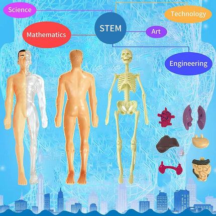 Juego Educativo Para Armar Cuerpo Humano Anatomía 28cm  0 Humano