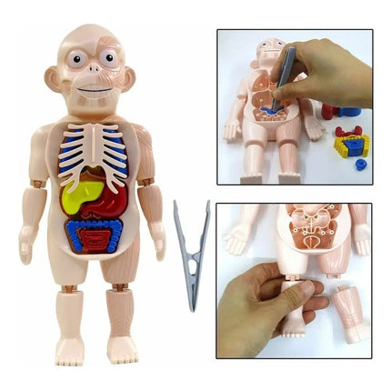 Anatomía Del Cuerpo Humano Juego Didáctico Infantil Biología
