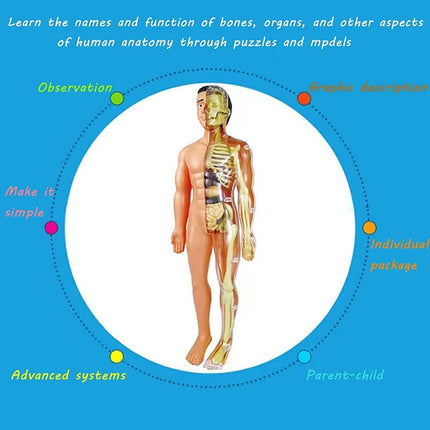 Juego Educativo Para Armar Cuerpo Humano Anatomía 28cm  0 Humano