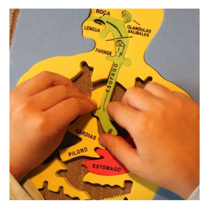 Puzzle Goma Eva Cuerpo Humano Sistema Digestivo Didactico