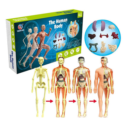 Juego Educativo Para Armar Cuerpo Humano Anatomía 28cm  0 Humano