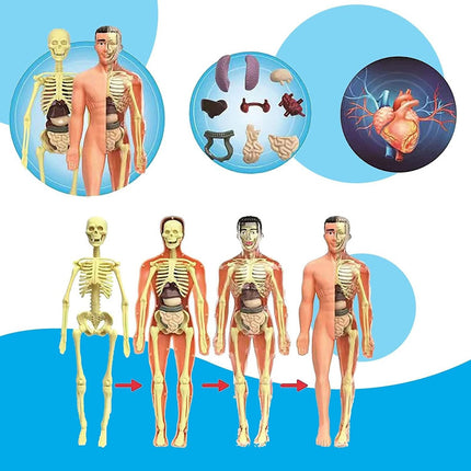 Juego Educativo Para Armar Cuerpo Humano Anatomía 28cm  0 Humano