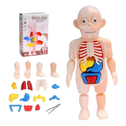 Anatomía Del Cuerpo Humano Juego Didáctico Infantil Biología