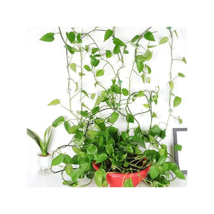 Set De 10 Guias Para Plantas Adhesivas