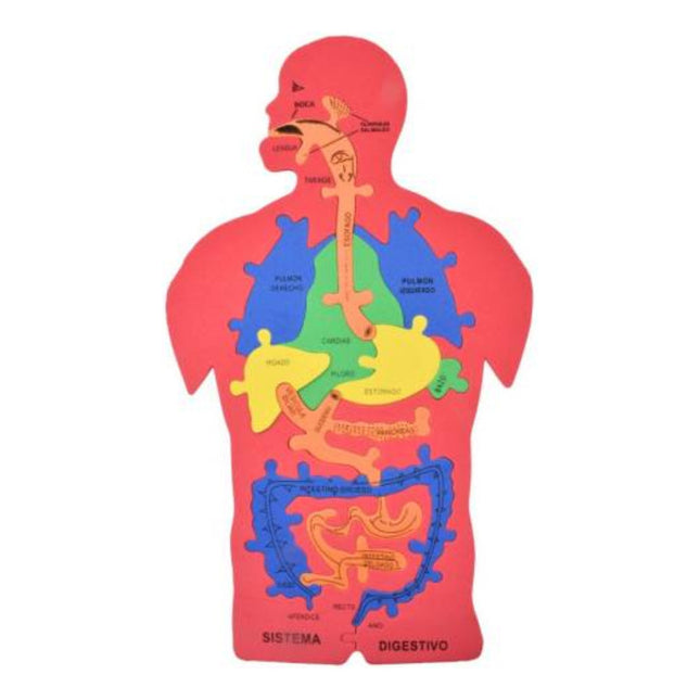 Puzzle Goma Eva Cuerpo Humano Sistema Digestivo Didactico