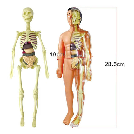 Juego Educativo Para Armar Cuerpo Humano Anatomía 28cm  0 Humano